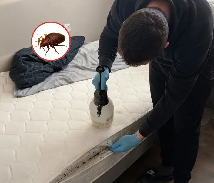 Technicien traitant un matelas contre les punaises de lit à Boigneville